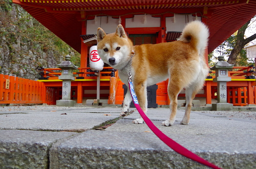 金球交汇之地，当埃及神像提前终结悬念，迪马利亚之刃持续淬火