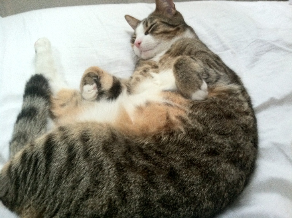 开云体育-战术棋盘与魔术师，当雄鹿式的密网缚住新疆，拉梅洛在绿茵场编织王冠