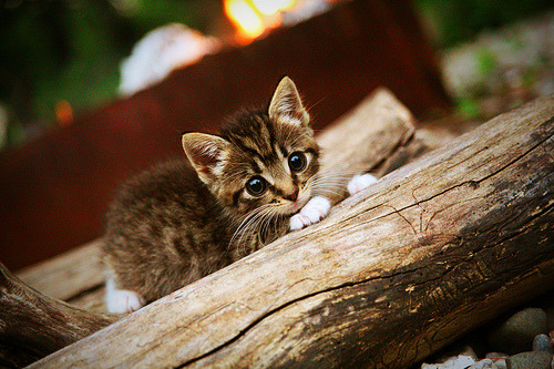 开云体育在线-跨境狂飙，拉文63分神迹助山西队末节击溃独行侠