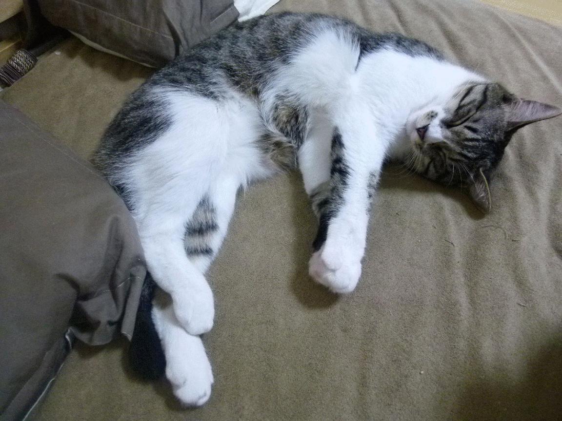 当虚拟投射照进现实，76人战术密码解锁跨界关键先生塔图姆