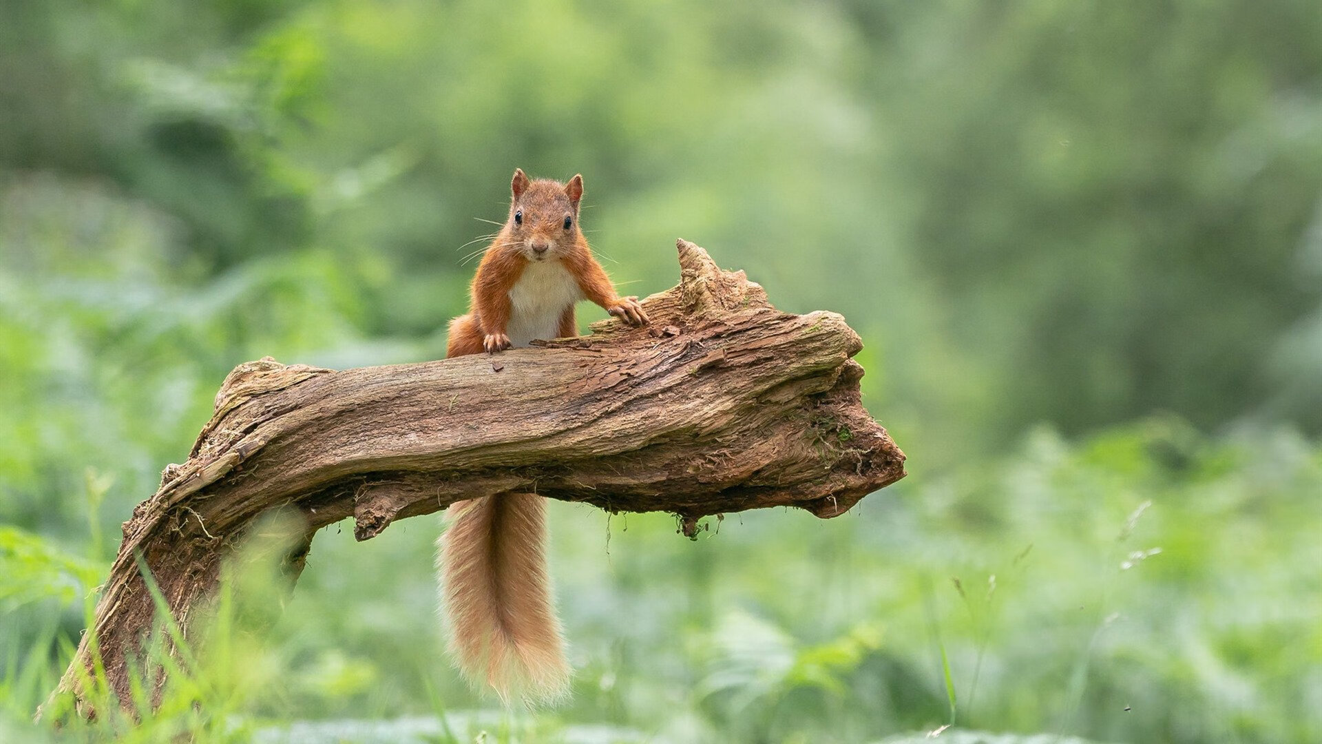 当英超争冠如约基奇打球,于无声处听惊雷