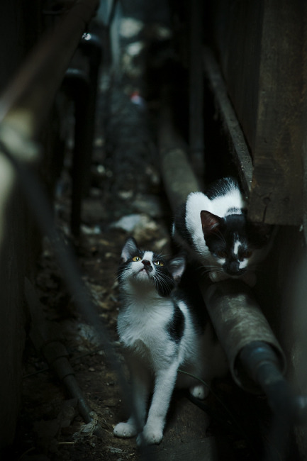 星火燎原，杜兰特单骑救主与雄鹿铁血突围的启示