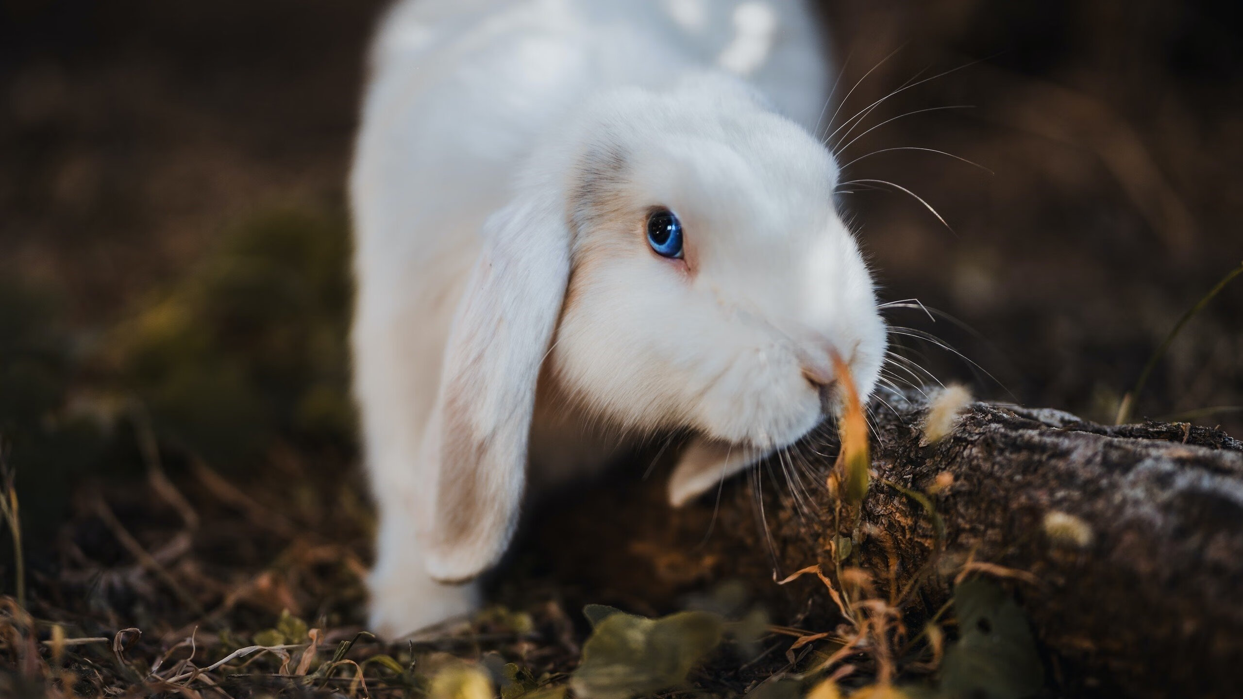 从争议球星到关键先生，利拉德38分导演76人对太阳的降维打击