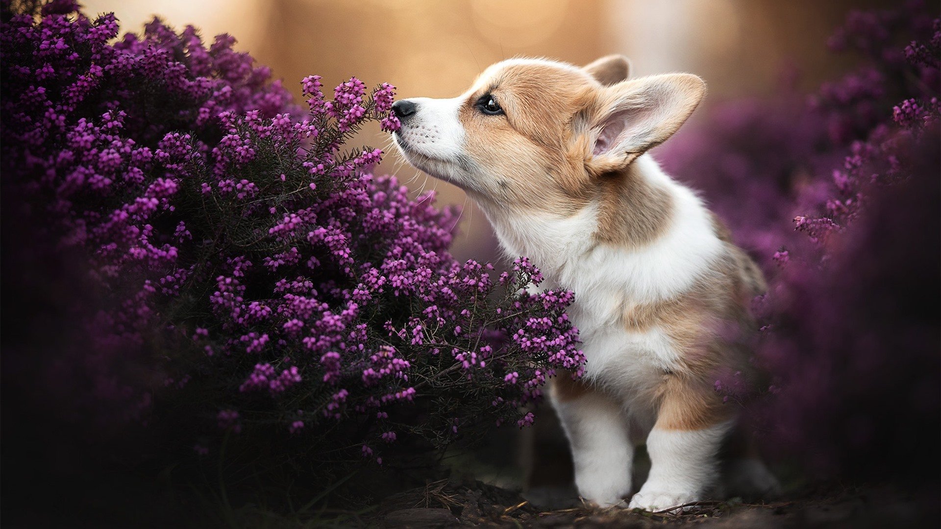开云体育入口-最后舞台，切特的绝响，越大的舞台越亮的星