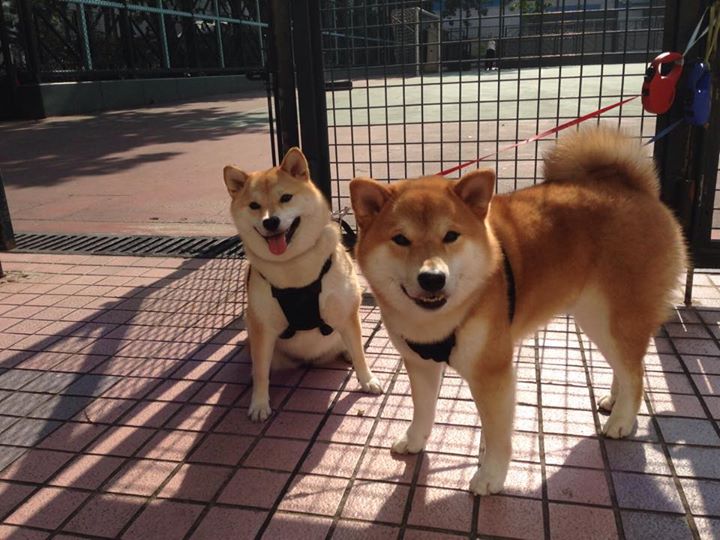 开云体育APP下载-59场神迹对决之夜！拉文登神一刺，德甲冠军砝码上的最后一克铁