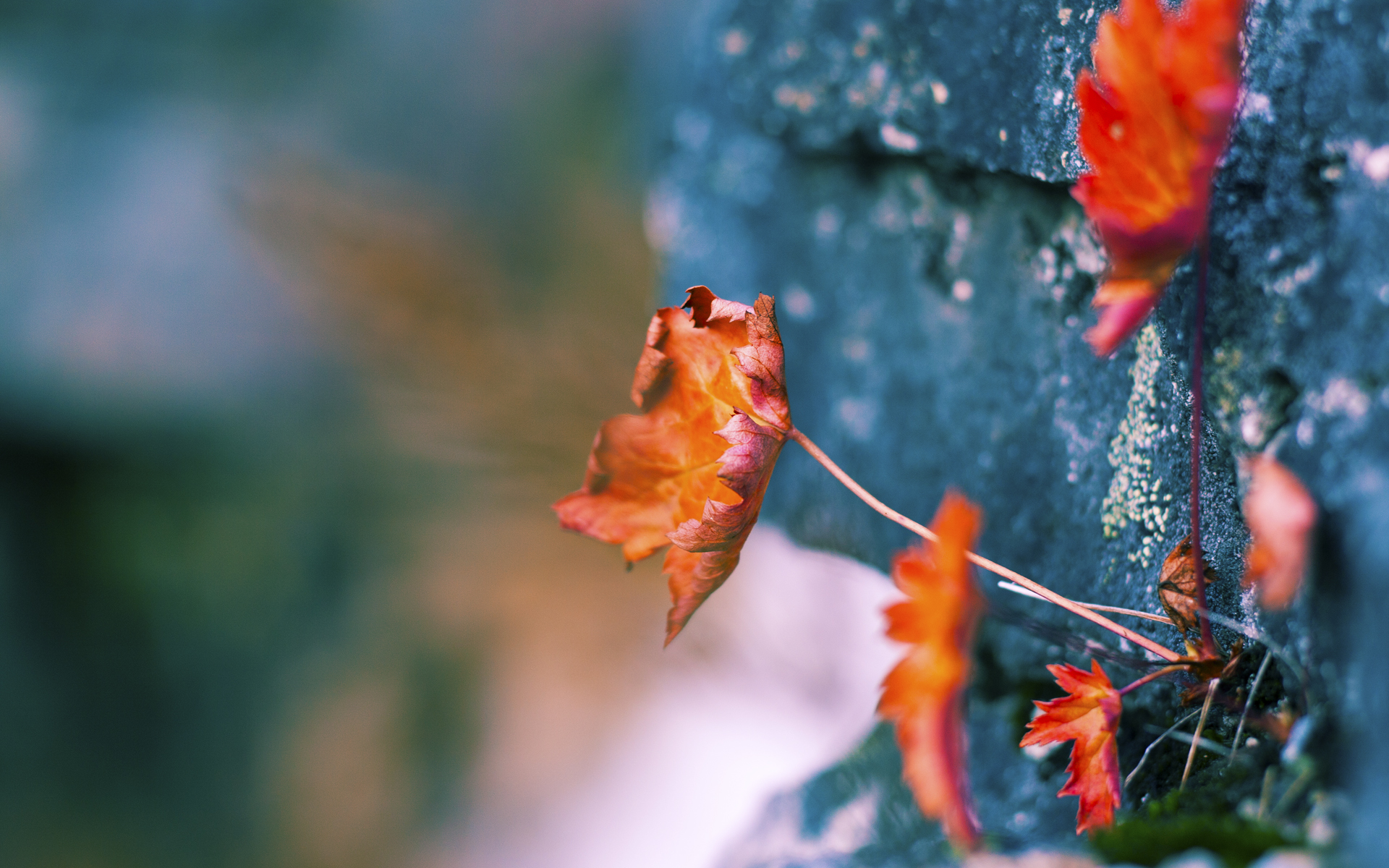 他像手术刀般肢解魔术防线,克里斯·保罗彻底打爆防守体系的三个层次