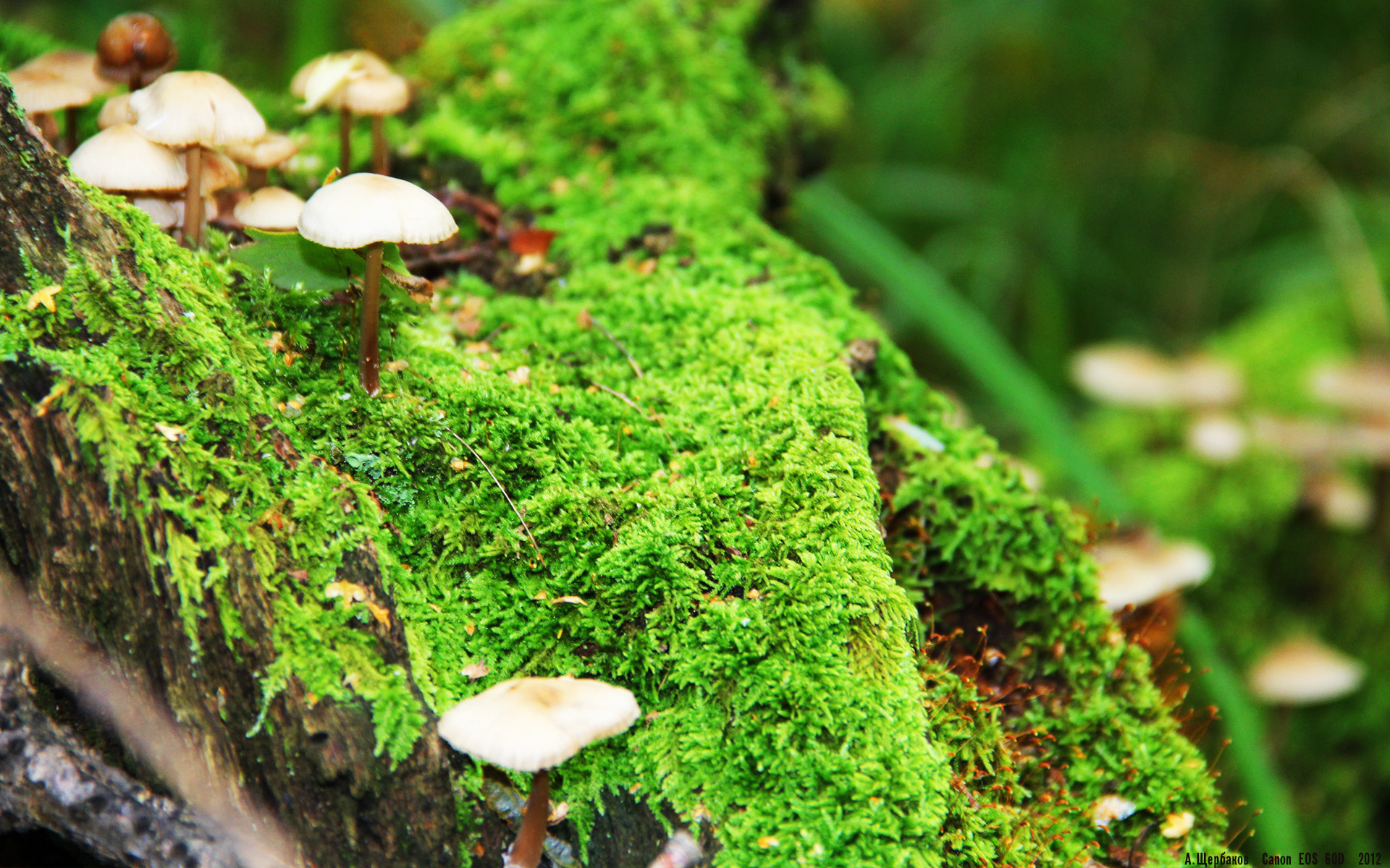 开云体育在线-假约基奇真核爆，山西的死亡五重奏奏响求生最强音