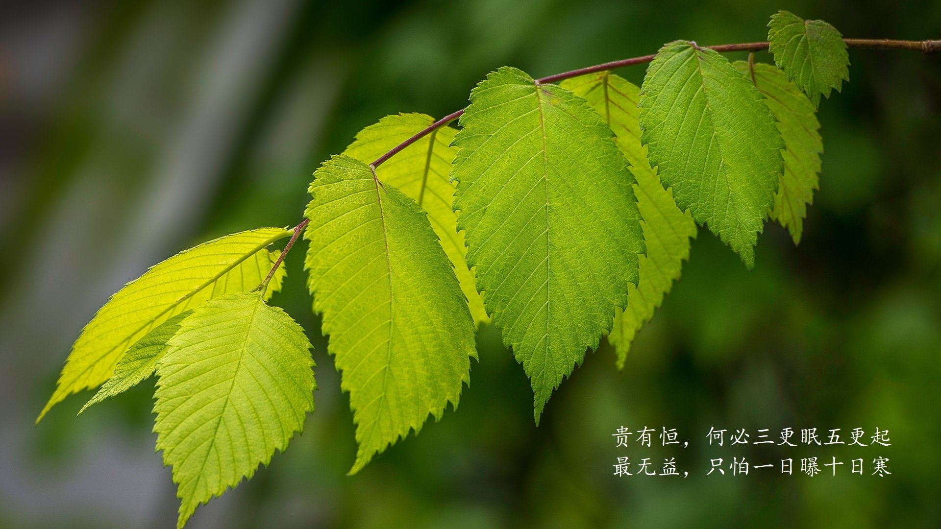 双线奇观，当比利时的机械美学碾压黑马，莱万的孤胆忠魂如何定义血统之战
