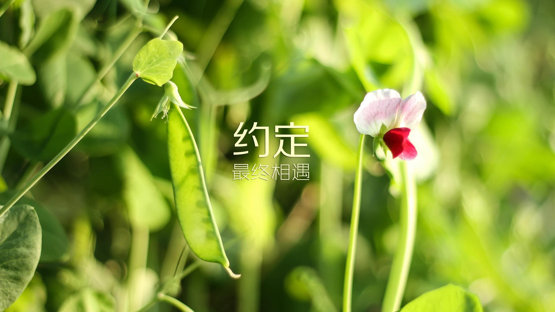 独此一剑，画破长夜，莫德里奇的唯一神迹如何定义2026世界杯C组的宿命之夜